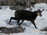 fauna locale (Foto di Stefano Bonino): un camoscio saltella nella neve