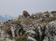 Il sordone