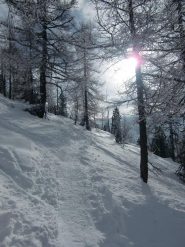 Salendo nel bosco
