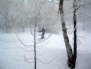 nel bosco...