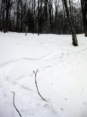 ultimo tratto del bellissimo bosco