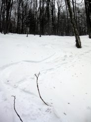 ultimo tratto del bellissimo bosco