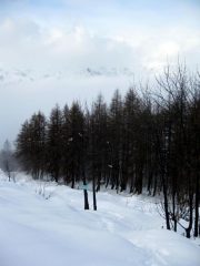finalmente fuori dal bosco