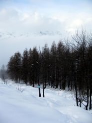 finalmente fuori dal bosco