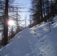 Alla partenza nel bosco