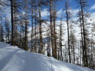 Girovagando nel bosco