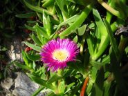 Qua è sempre primavera se non estate