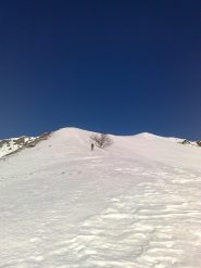 metà dorsale