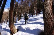 salendo nel fitto bosco del crestone Sud della Punta Metz (15-1-2011)