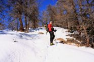 Stelvio quasi fuori dal bosco sul versante Sud della Punta Metz (15-1-2011)