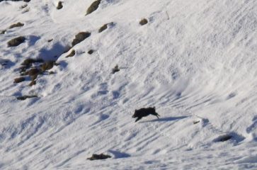 IL CINGHIALONE