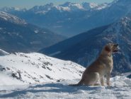 guardando il padrone