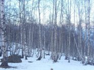 01 - Bosco di betulle poco sopra c.S. Giovanni