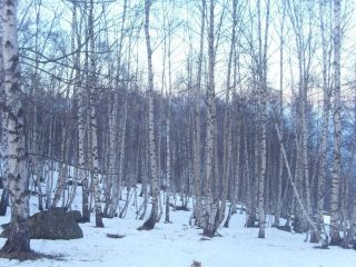 01 - Bosco di betulle poco sopra c.S. Giovanni