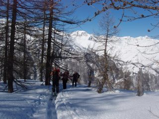 Nel bosco