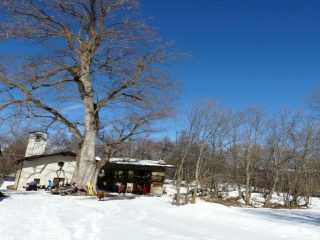 il grande olmo bianco