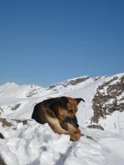 Il cane che si gode sole e panorama in vetta