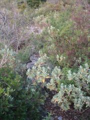 Il sentiero nella parte bassa