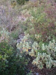 Il sentiero nella parte bassa