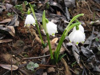 Primi segni di primavera