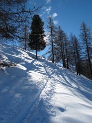 Controluce