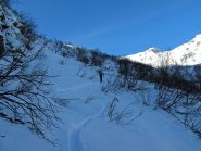 La boschina sopra l'Alpe Luvas
