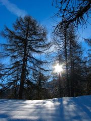 salendo nel bosco