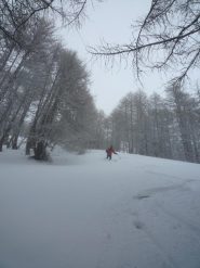tratti di farina nel bosco