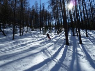 Bello anche il bosco