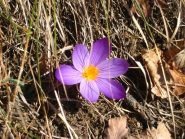 crocus