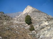 magnifico ginepro 