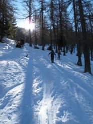 In salita nel bosco