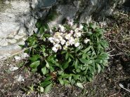 A Mombianco