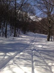 l'inizio della boschina