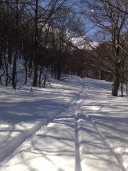 l'inizio della boschina