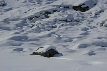 Quantita' neve : 3/5