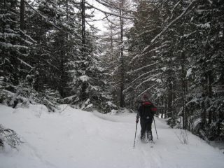 Nel bosco