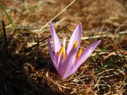 Crocus