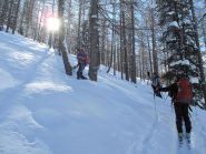 Il bosco