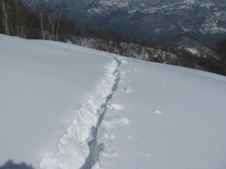 Traccia di animali