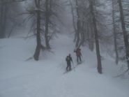 Il bosco rado