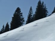 bei pendii intonsi..