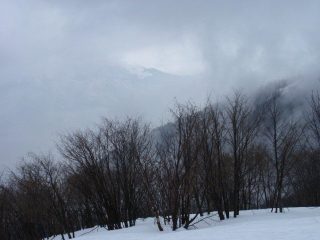 fuori dal bosco