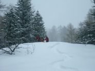 discesa nel bosco rado