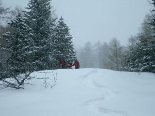 discesa nel bosco rado