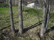 primule a Pratobotrile