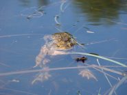 è tempo di amori al lago Pré