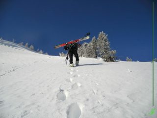 nel bosco