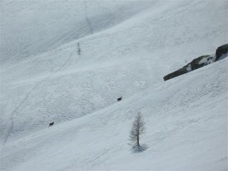 camosci
