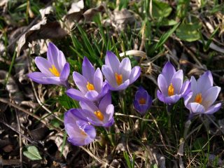 Zafferano maggiore (Crocus vernus) fiorito a quota 1280 m
